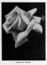 Countess of Gosford rose photo