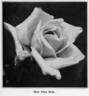 Dean Hole rose photo