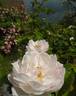 Alfred de Dalmas rose photo