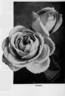 Sunset rose photo