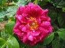 Conditorum rose photo