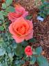 Sweet Fragrance rose photo