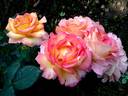 Jean Piat rose photo