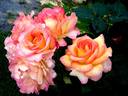 Jean Piat rose photo