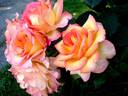 Jean Piat rose photo