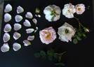 Ross Rambler 1 rose photo