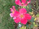 Sole e Luna rose photo