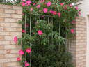 Nancy Hayward rose photo
