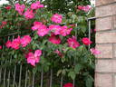 Nancy Hayward rose photo