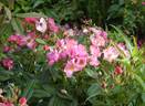 Deutsches Danzig rose photo