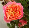 Soleil Romantica rose photo