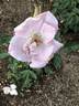 Sharon's Delight™ rose photo