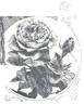 Marshall P. Wilder rose photo