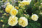 Tahitian Moon rose photo