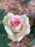 Mint Julep rose photo