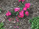 Cynthia's Style™ rose photo