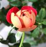 Soleil Romantica rose photo
