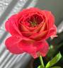 Soleil Romantica rose photo