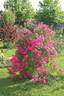 Pink Fairy rose photo