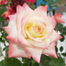 Call Me Beautiful rose photo