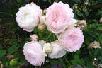 André Brichet rose photo