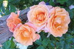 Barbara Ann rose photo