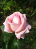 Bon Soir rose photo