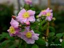 R. californica rose photo