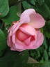 Constance Spry rose photo