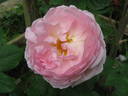Constance Spry rose photo