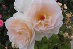 Sweet Blondie rose photo