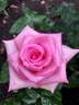 Tickled Pink rose photo