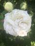 Long John Silver rose photo