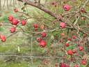 Milkmaid rose photo