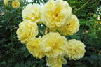 Tahitian Moon rose photo
