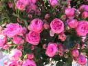 Lise Nørgaard™ Plant'n'relax® rose photo