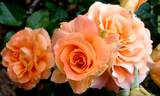 Flora Danica rose photo
