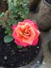 Old Country Charm rose photo