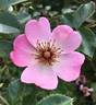 Baby Dainty Bess rose photo