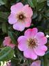 Baby Dainty Bess rose photo