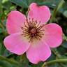 Baby Dainty Bess rose photo