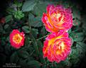 Tiddly Winks ™ rose photo