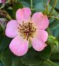 Baby Dainty Bess rose photo