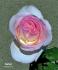 Fantasy (hybrid tea, Jackson rose photo