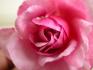 Lady Angela rose photo