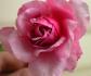 Lady Angela rose photo