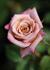 Twilight Trail rose photo