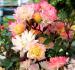 Carnival Parade rose photo