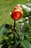 Flaming Beauty rose photo