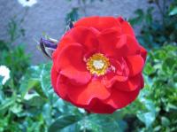 Valiant Heart rose photo